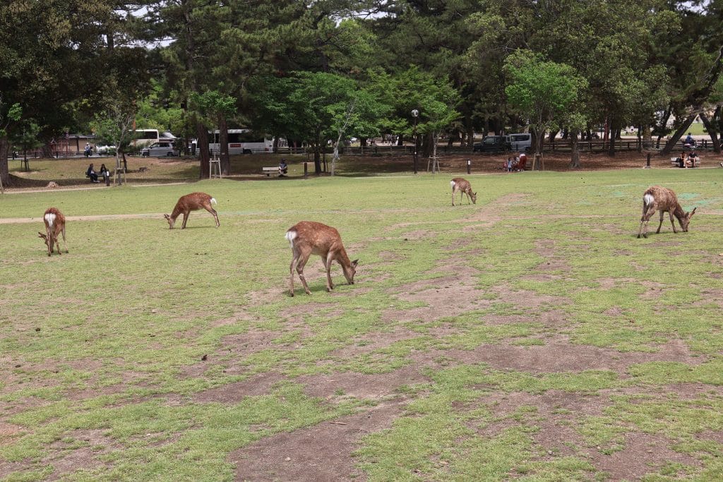 Five deer grazing in the open grass at Nara Park in Nara, Japan