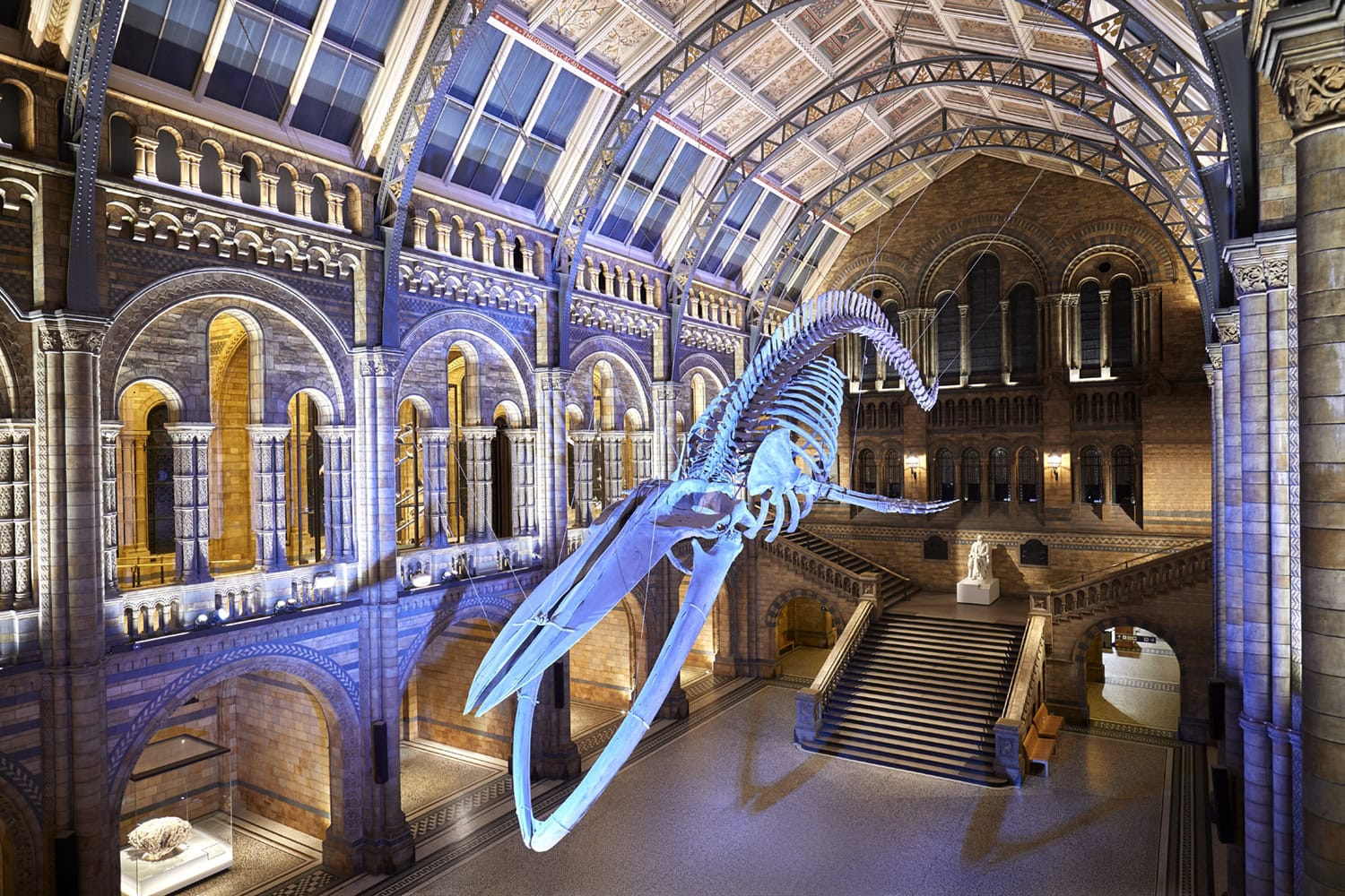 Blue whale skeleton suspended in the Hintze Hall at London’s Natural History Museum, surrounded by grand Victorian architecture.