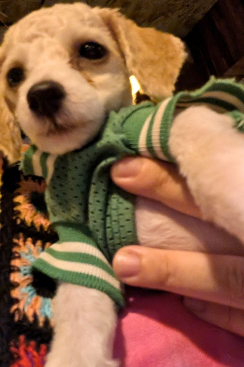 Puppy at the Better Together Hub hotel in Phu Quoc