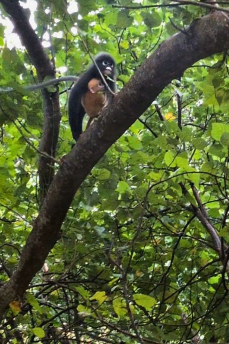 Dusky leaf monkey carrying its auburn baby on a branch above the path at Railay Beach